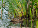 Duck - Kaczka